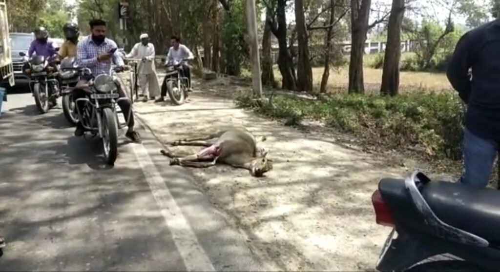 बेलड़ी ग्राम के पास हरिद्वार हाईवे पर एक रोडवेज बस की चपेट में आने से नीलगाय की हुई दर्दनाक मौत,राहगीरों की लगी भीड़ 1 IMG-20230418-WA0039
