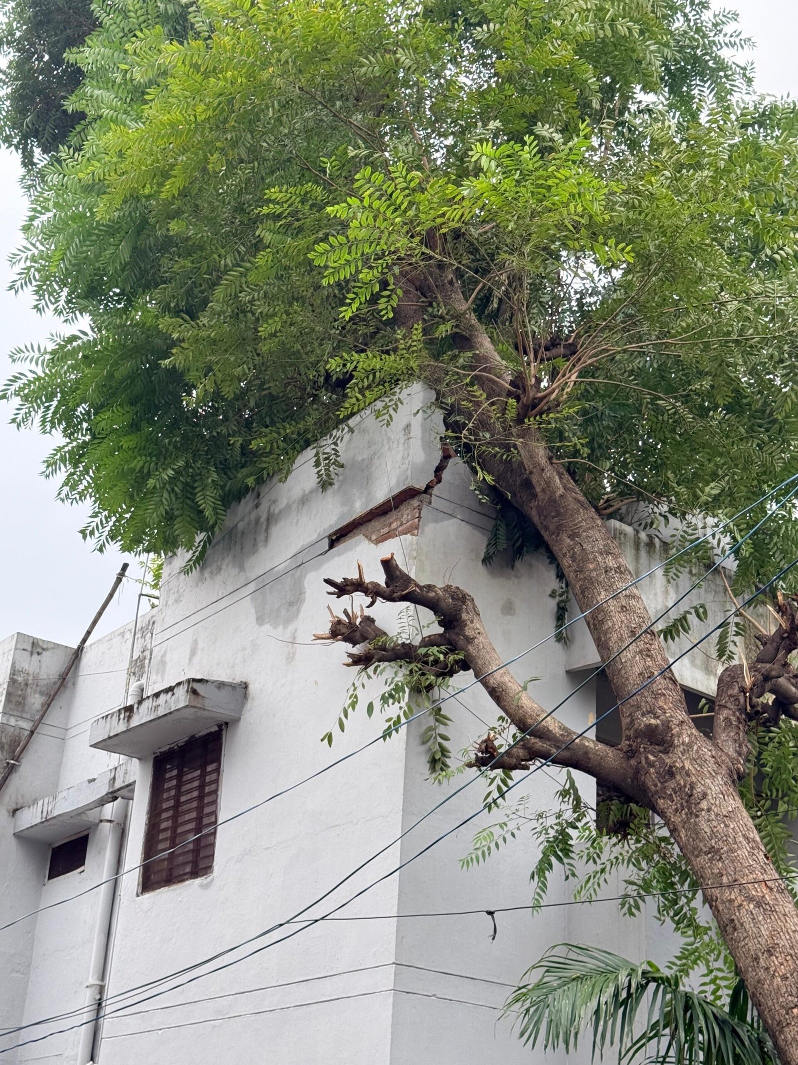आंधी-तूफान एवं ओलावृष्टि से हुए नुकसान का आकलन कर प्रभावितों को राहत पहुंचाने के लिए जिलाधिकारी मयूर दीक्षित ने अधिकारियों को दिए निर्देश 2 तूफान एवं ओलावृष्टि से हुए नुकसान का आकलन कर प्रभावितों